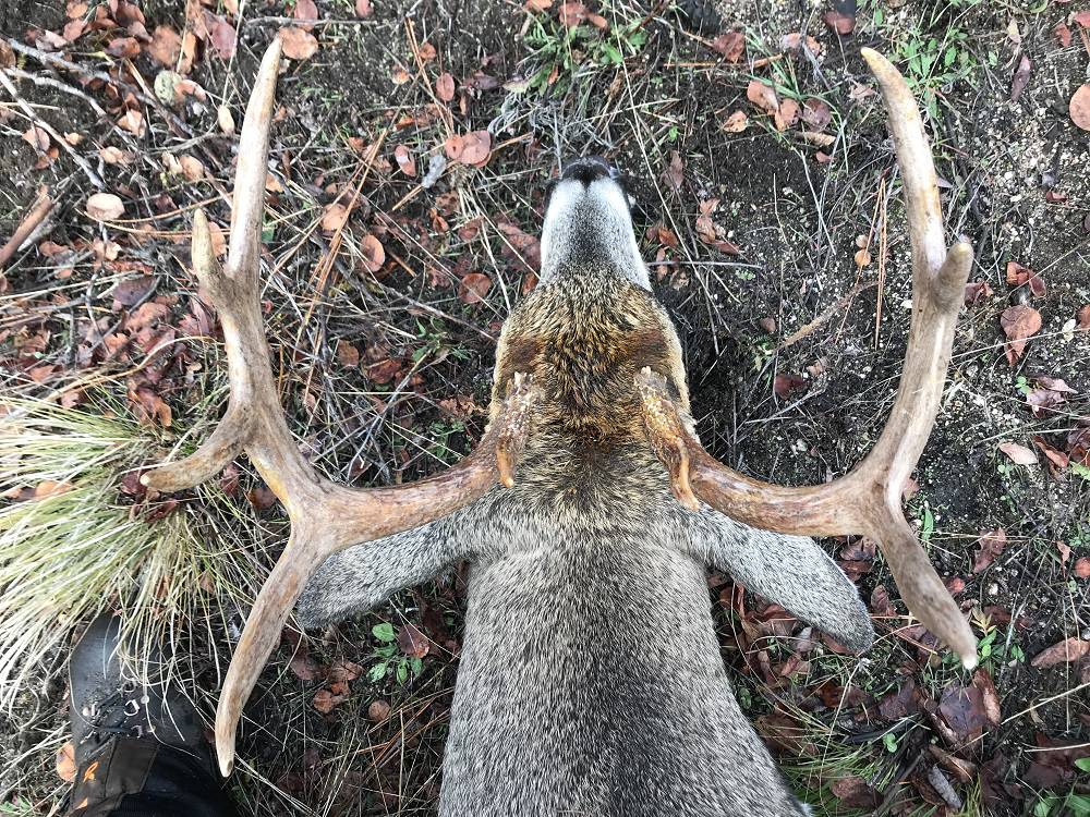 I just found out hunting mature bucks helps fight CWD
