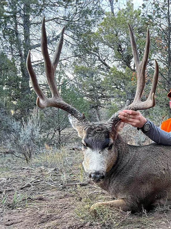 Mule deer turned me into a real hunter  