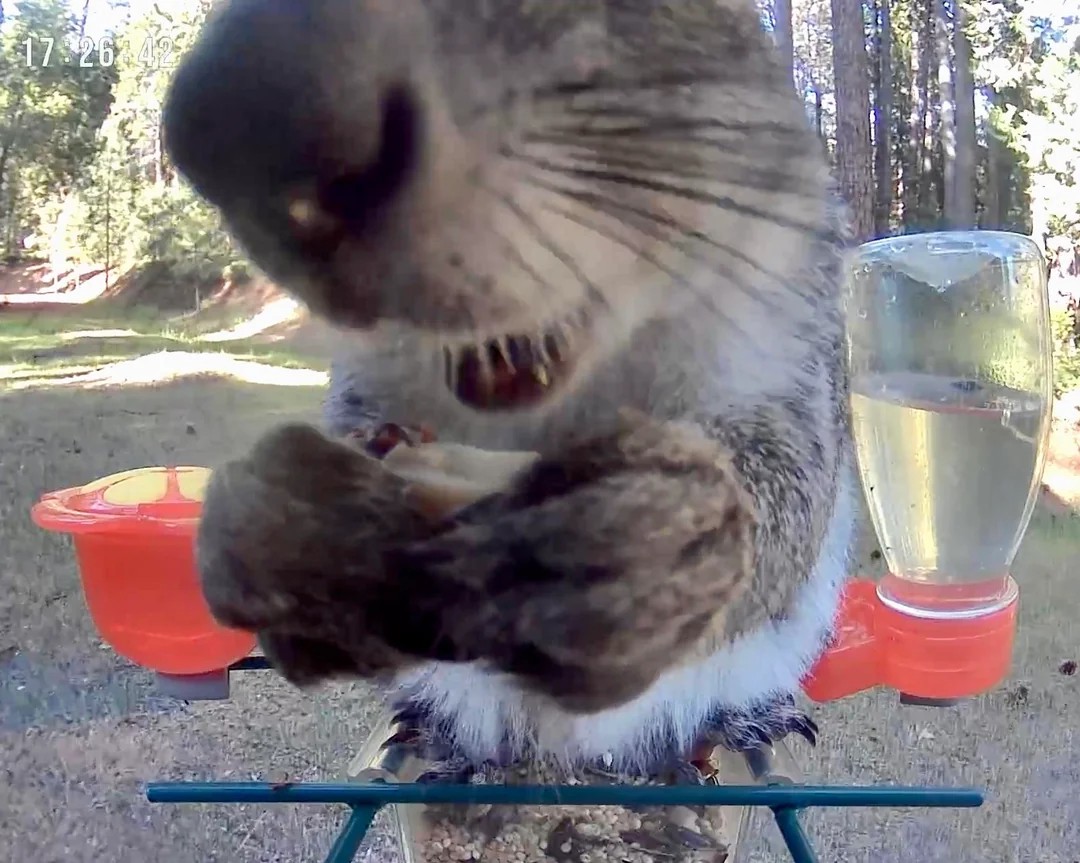 My camera bird feeder got knocked over last night. 6 suspects. 