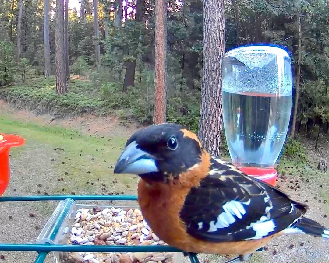 My camera bird feeder got knocked over last night. 6 suspects. 
