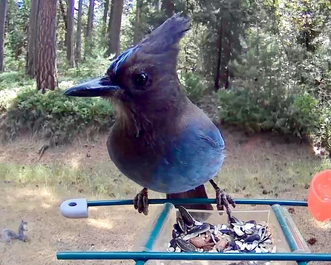 My camera bird feeder got knocked over last night. 6 suspects. 
