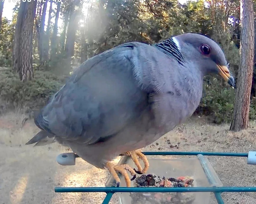 My camera bird feeder got knocked over last night. 6 suspects. 