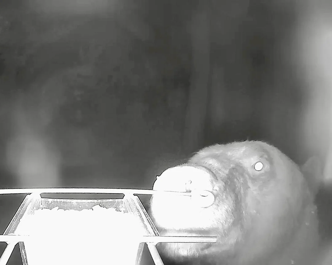 My camera bird feeder got knocked over last night. 6 suspects. 