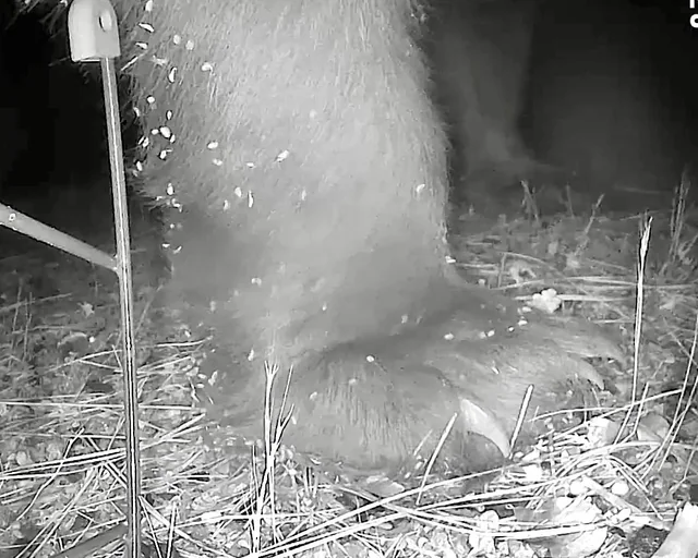 My camera bird feeder got knocked over last night. 6 suspects. 