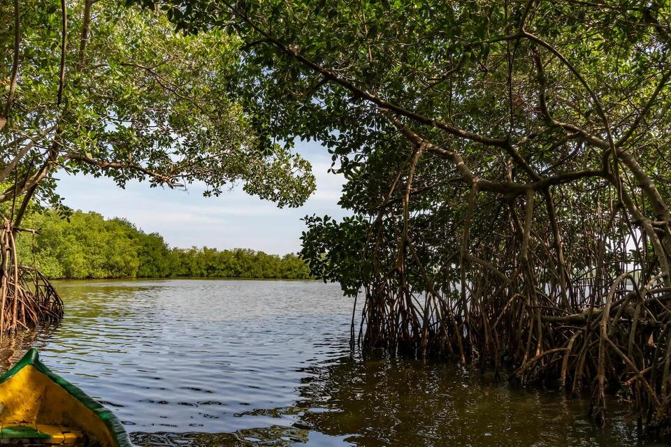 Palm Beach billionaire transforms 'eyesore' into eco haven