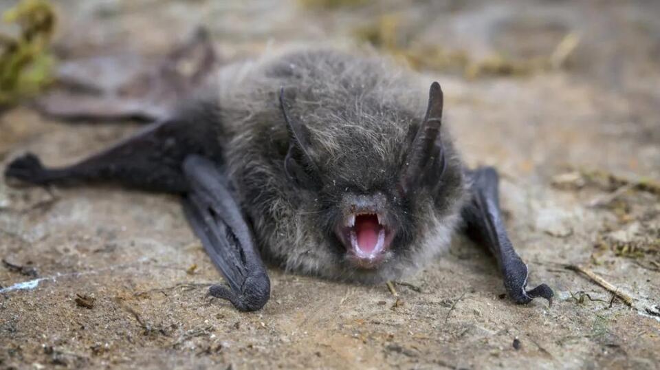 Rabies Cases Are Spiking—Here’s the Scoop