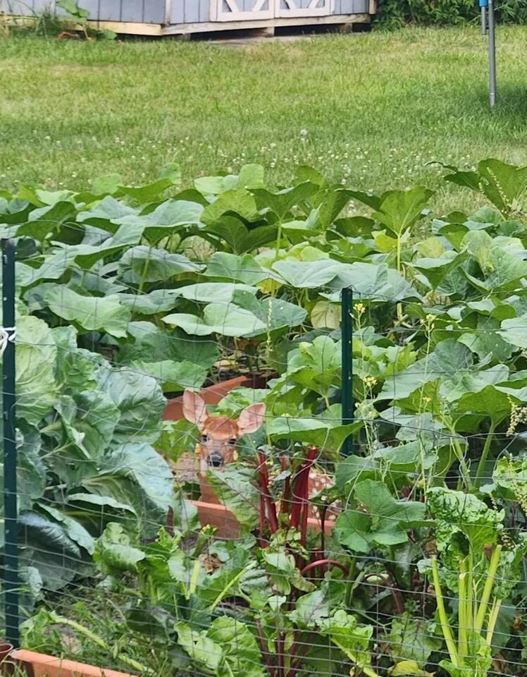 Caught a Fawn Red-Handed in My Garden!