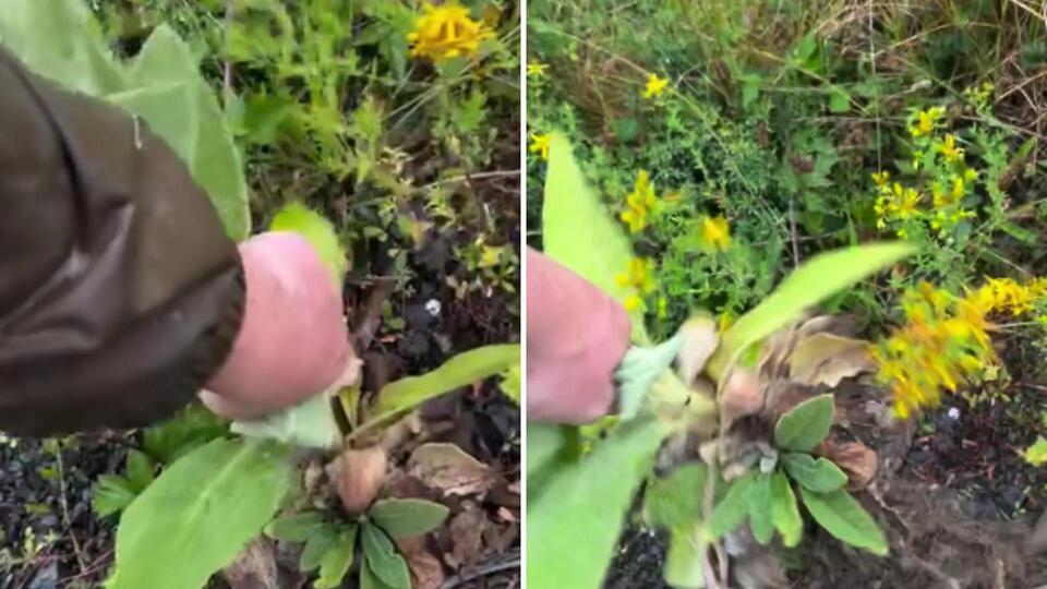 This Plant Is Taking Over Yards!