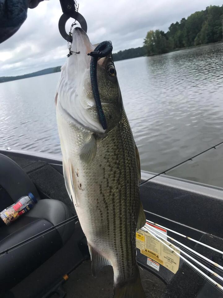 Georgia lakes get a green makeover