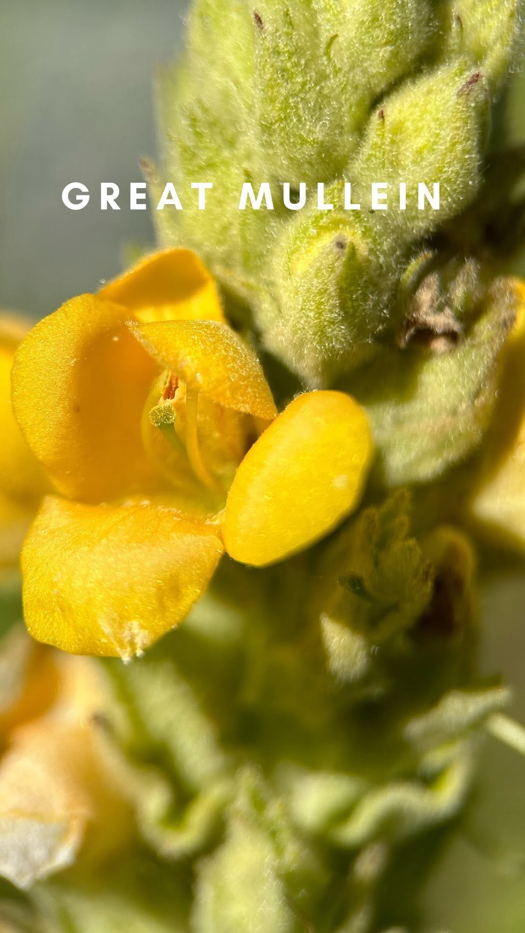 This Plant Is Taking Over Yards!