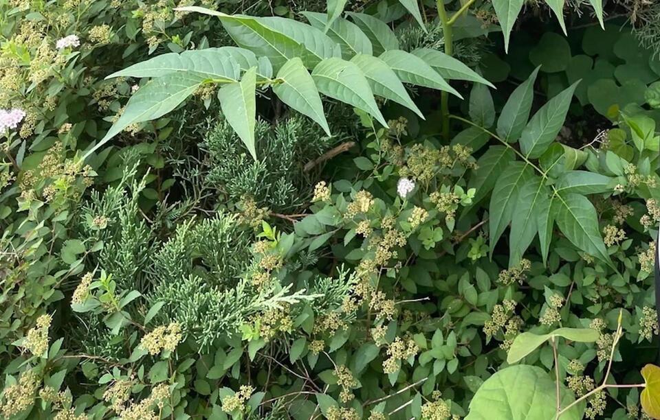 Yikes, That’s Not Just a Weed!