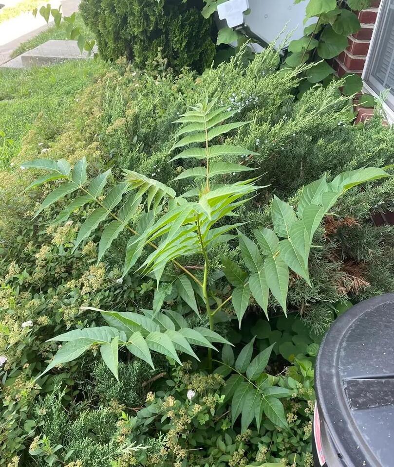 Yikes, That’s Not Just a Weed!