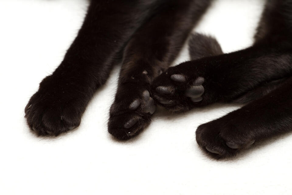 This Cat’s Fangs Are Shark Week Goals