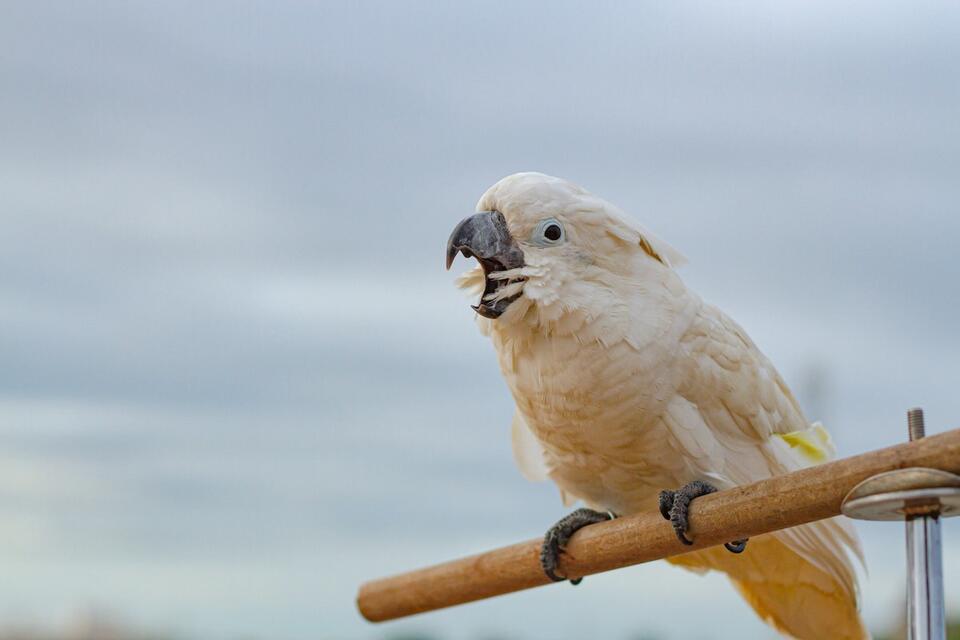 Cockatoo Loses It Over Elmo’s Fishy Makeover