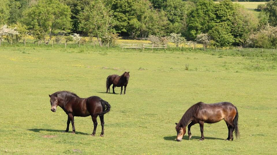 Horses vs. Toxic Weeds?!