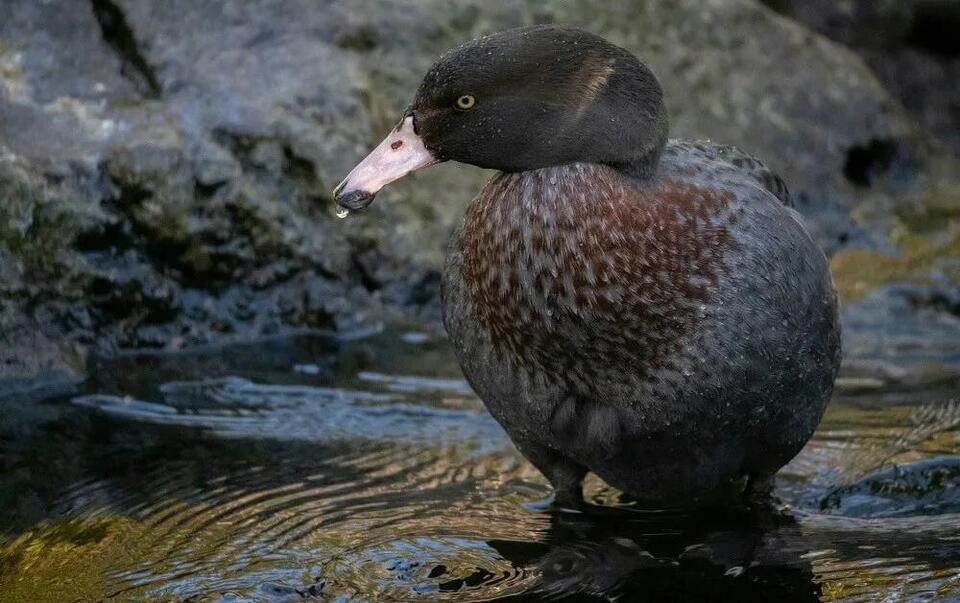 Dog Detective Finds 'Extinct' Ducks!