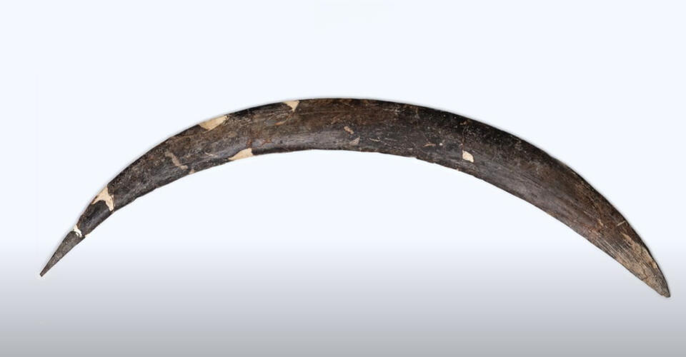 World’s Oldest Boomerang Wasn’t Aussie?!