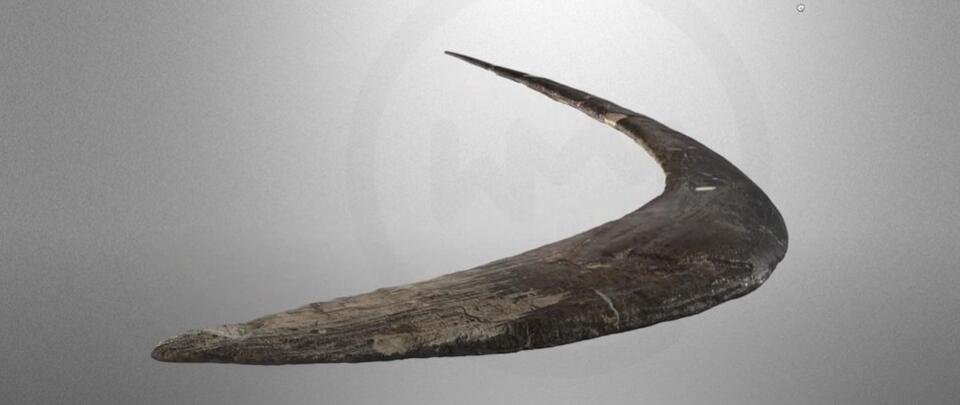 World’s Oldest Boomerang Wasn’t Aussie?!