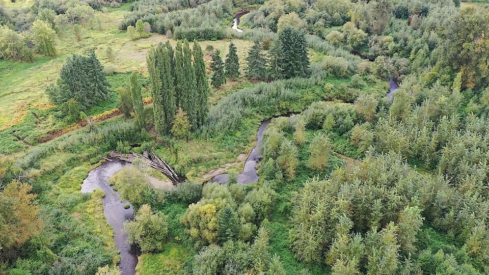 Lake Sammamish’s bold move to save salmon
