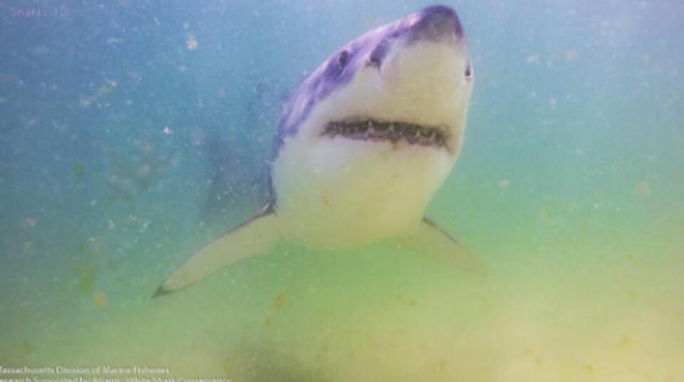 Shark sightings clear swimmers at Mass. beaches