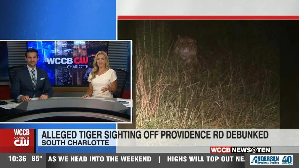 South Charlotte’s “tiger” turns out to be a toy