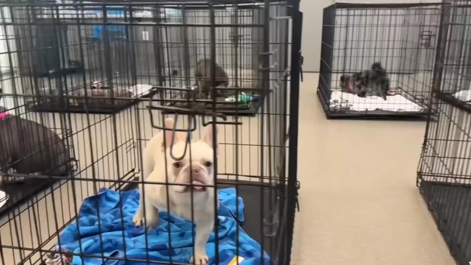 Las Vegas shelters packed—here’s how to help