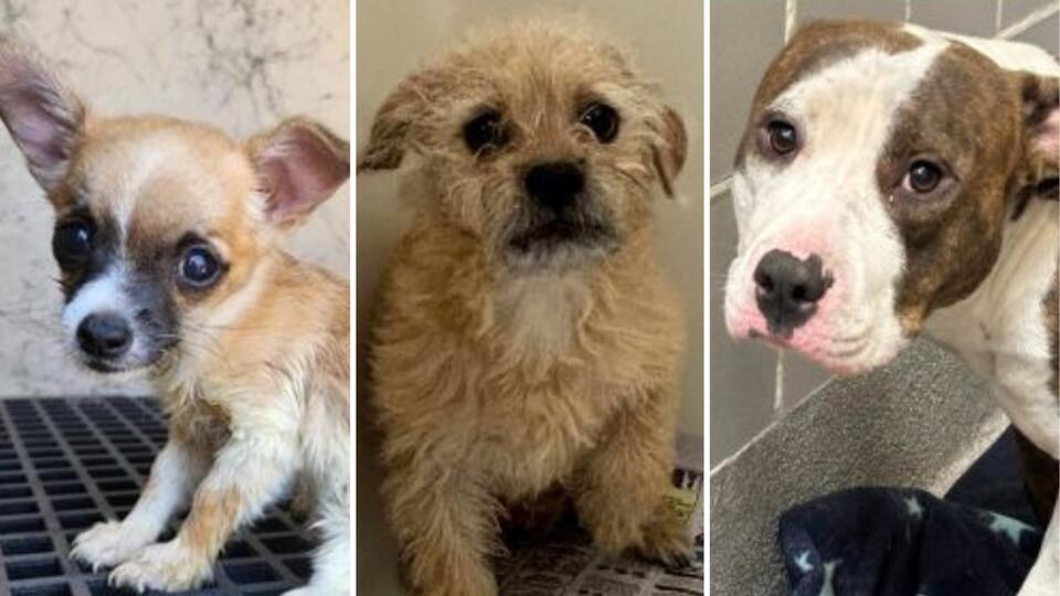 Las Vegas shelters packed—here’s how to help