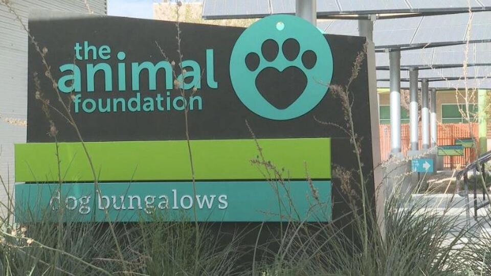 Las Vegas pets need urgent homes now