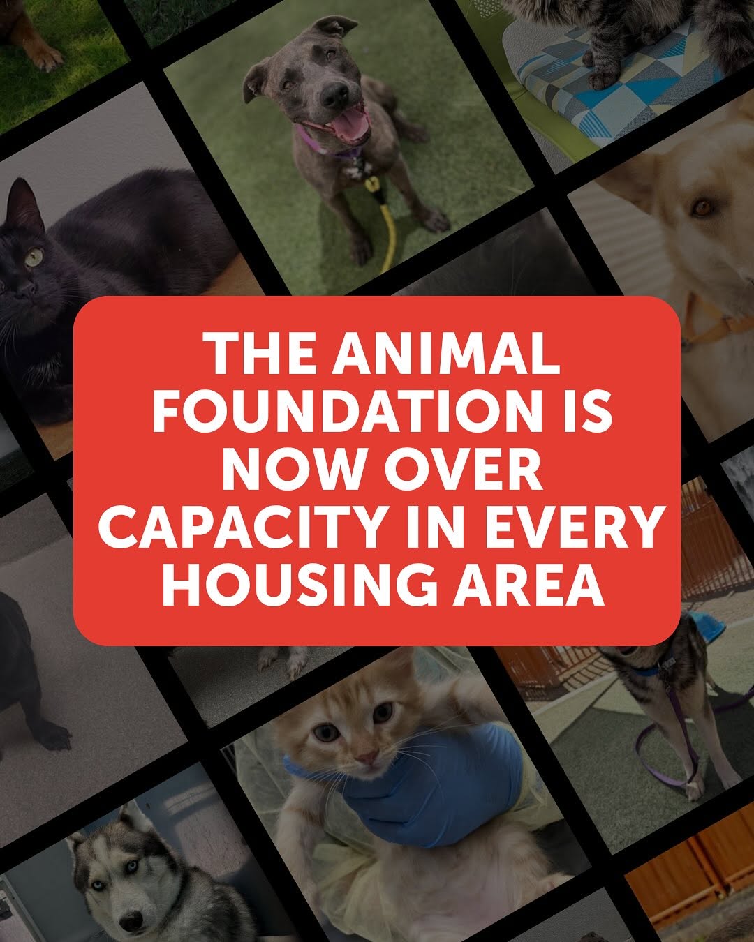 Las Vegas pets need urgent homes now