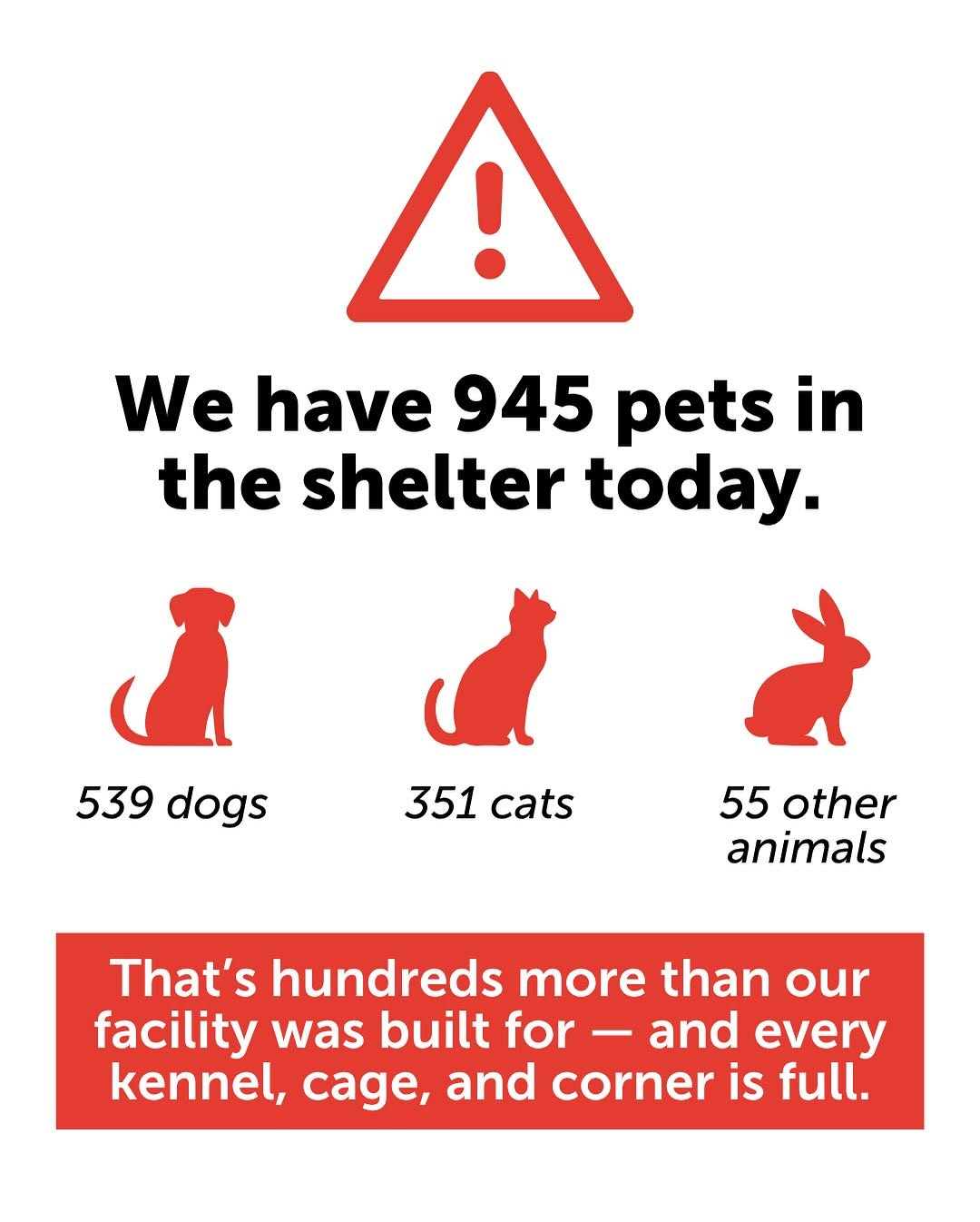 Las Vegas pets need urgent homes now