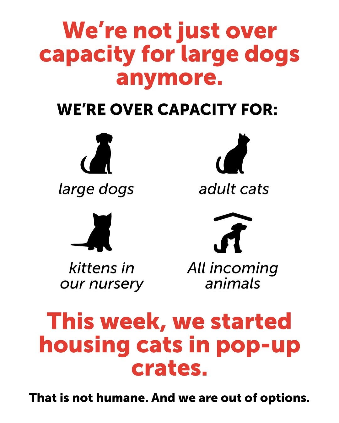 Las Vegas pets need urgent homes now