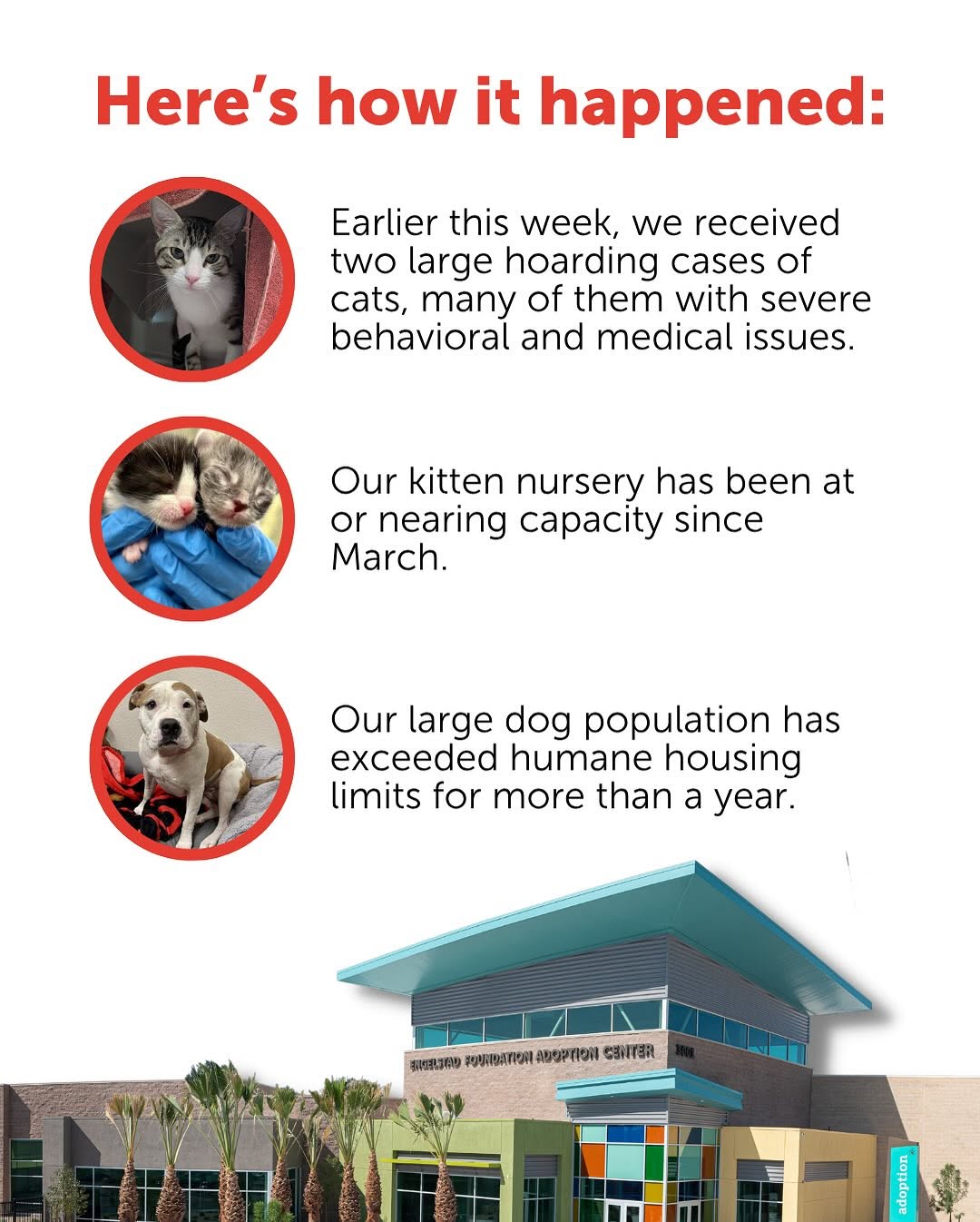 Las Vegas pets need urgent homes now
