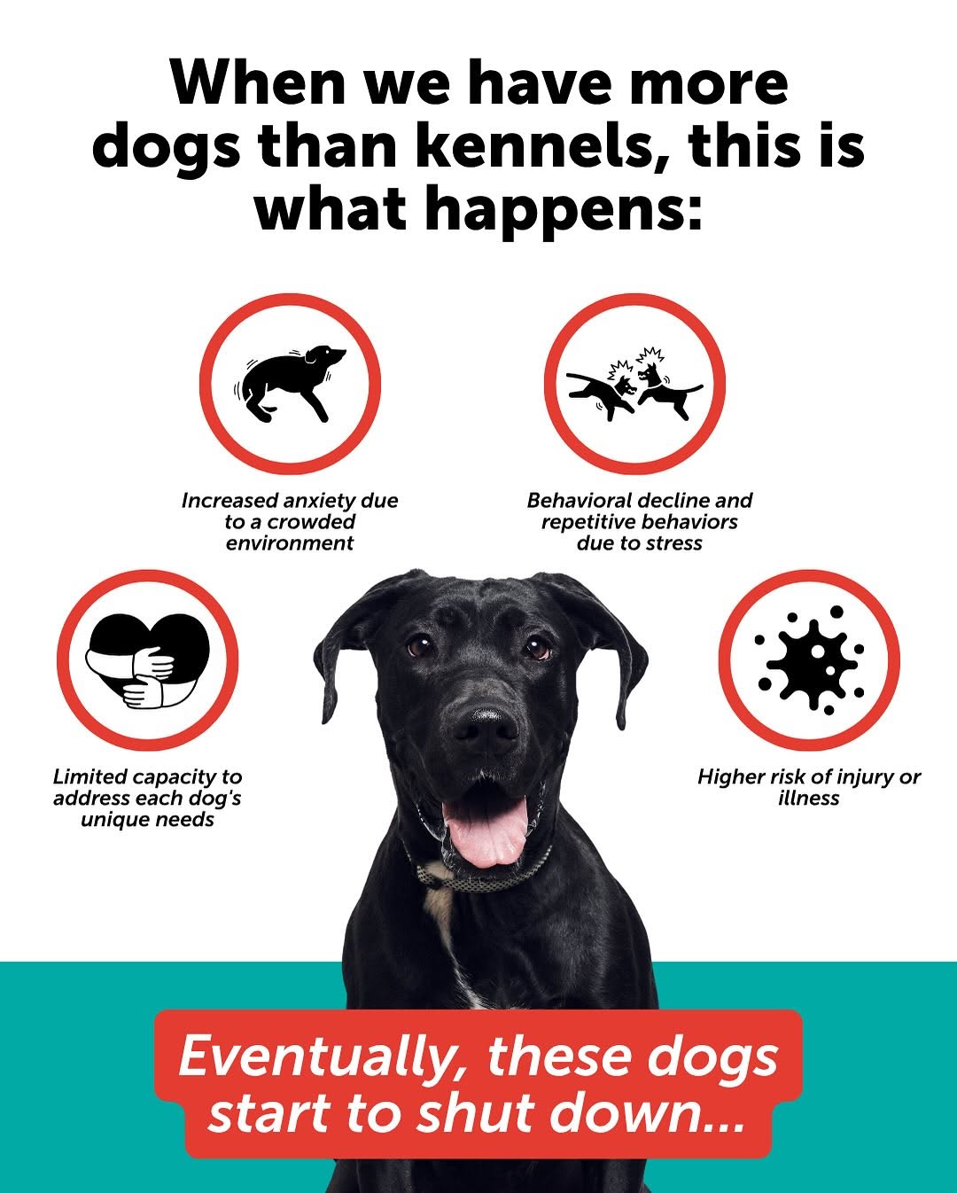 Las Vegas pets need urgent homes now