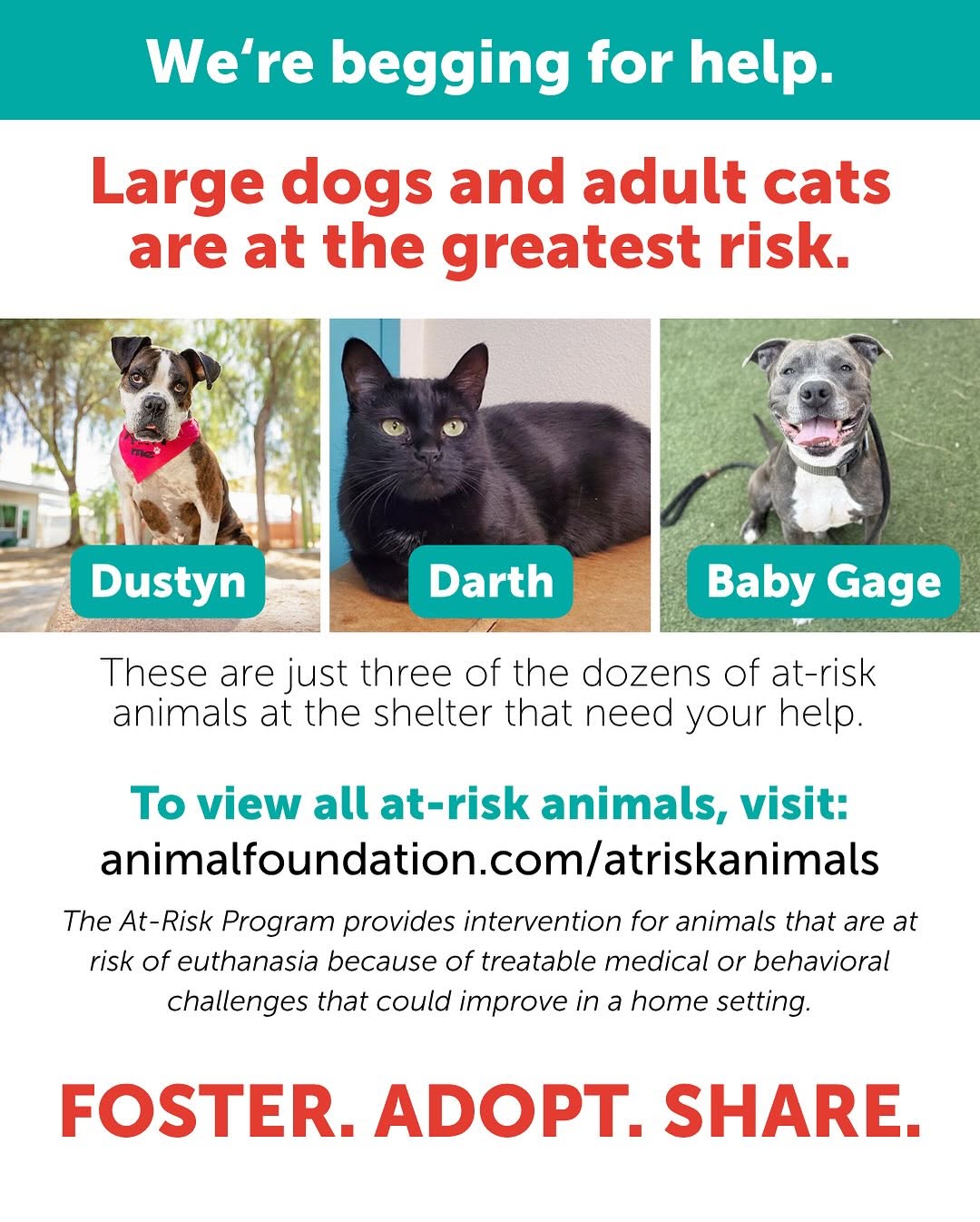 Las Vegas pets need urgent homes now