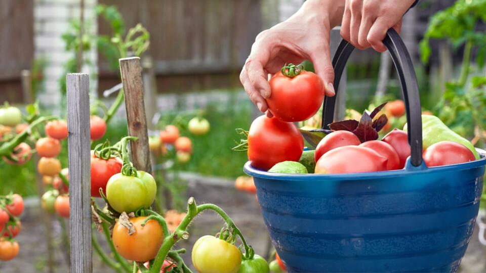 Tomato Hack: Grow Store-Bought Flavor at Home