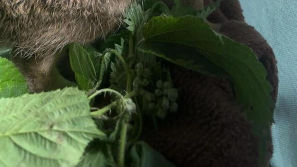 Farmer’s Roadside Rescue Inspires Eco Wins