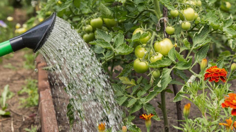Tomato Hack: Grow Store-Bought Flavor at Home