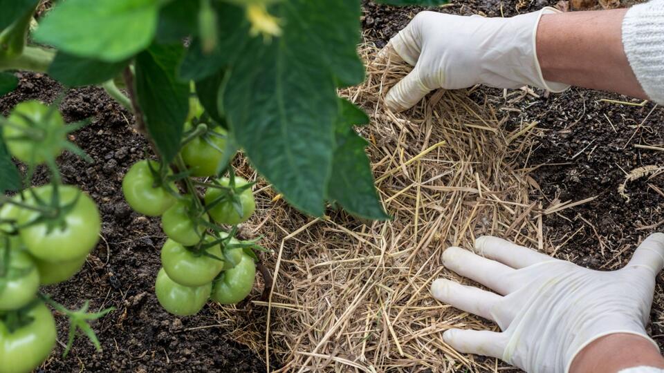 Tomato Hack: Grow Store-Bought Flavor at Home