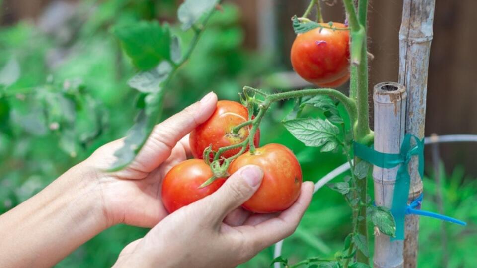 Tomato Hack: Grow Store-Bought Flavor at Home