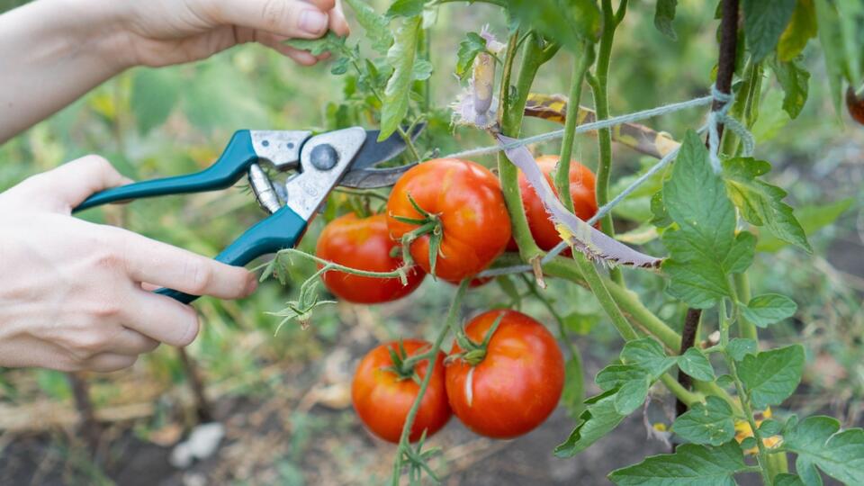 Tomato Hack: Grow Store-Bought Flavor at Home