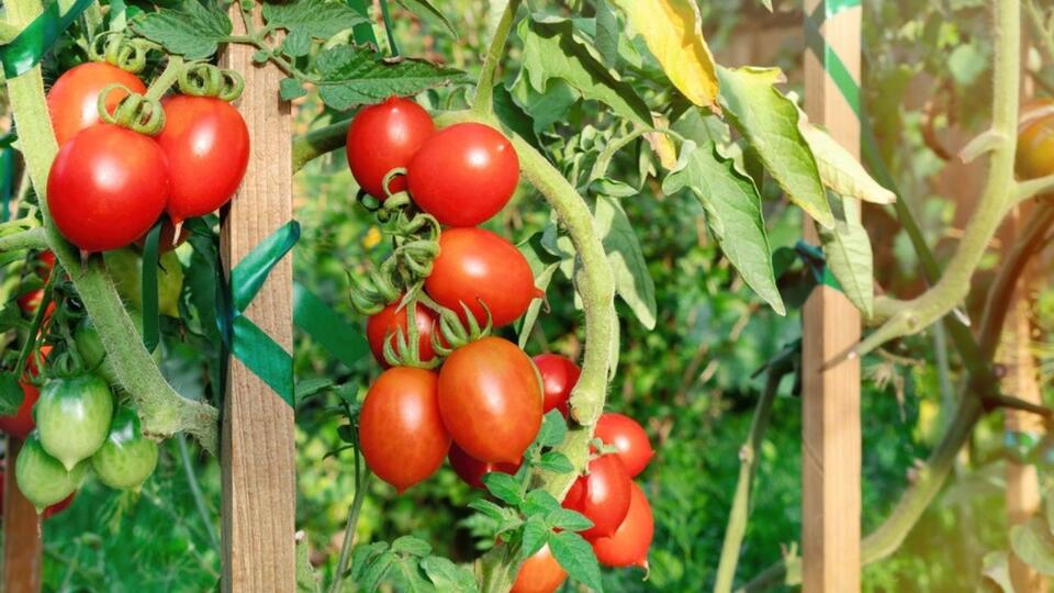 Tomato Hack: Grow Store-Bought Flavor at Home