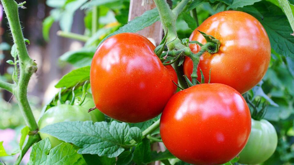 Tomato Hack: Grow Store-Bought Flavor at Home
