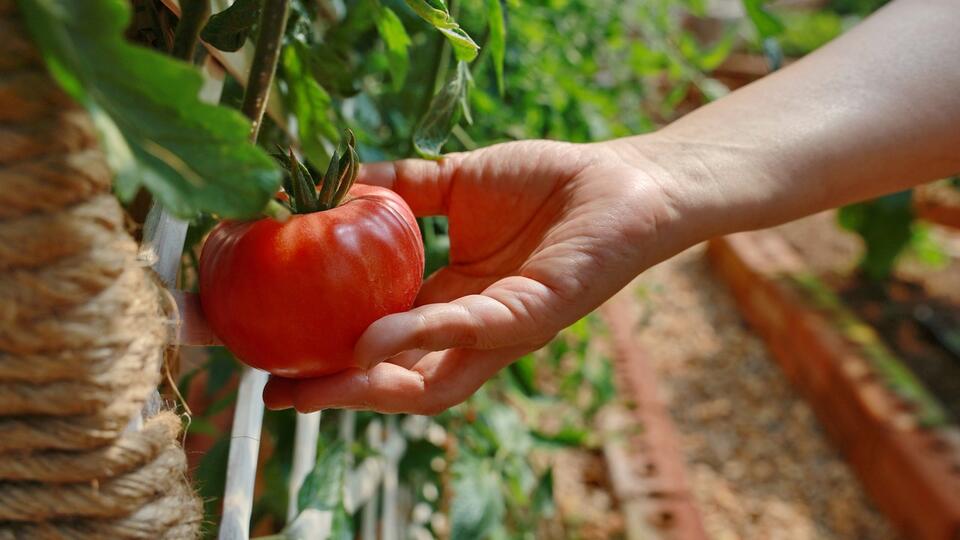 Tomato Hack: Grow Store-Bought Flavor at Home