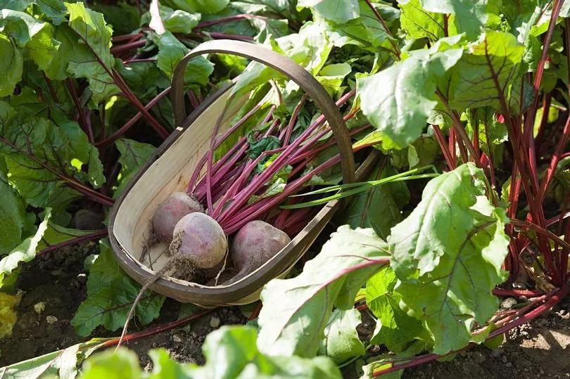 Beetroot Juice: The Secret BP Hack?