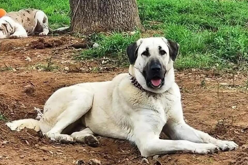 How a GPS collar saved a Texas ranch dog