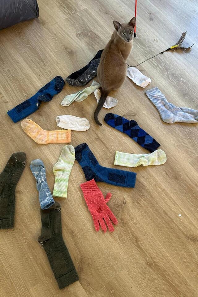 Meet the Cat Burglar Stealing Undies!