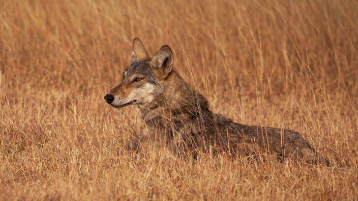 Wildlife You Should Never Get Close To