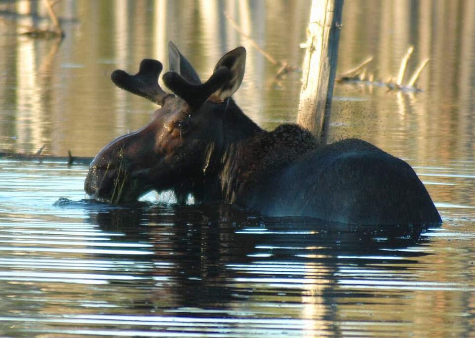 Wildlife You Should Never Get Close To