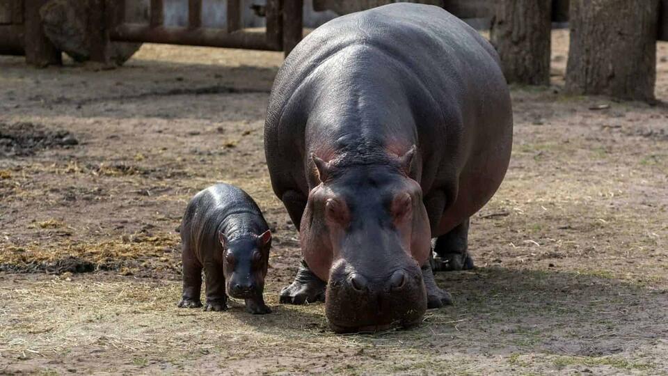 Wildlife You Should Never Get Close To