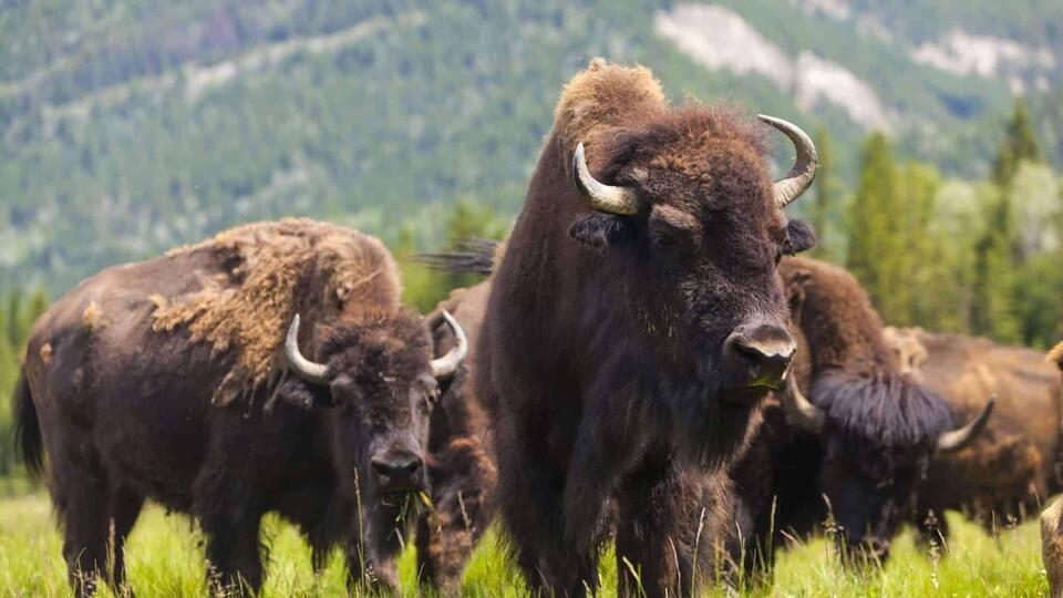 Wildlife You Should Never Get Close To